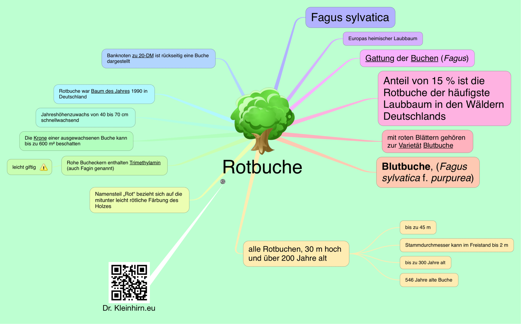 Rotbuche Das Kleinhirn