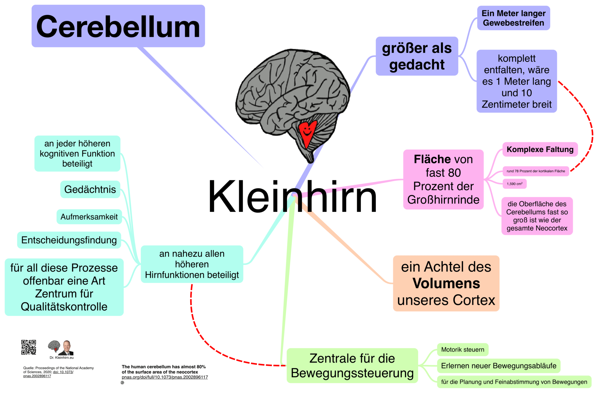 Das Kleinhirn Und Seine Coolen Mindmaps