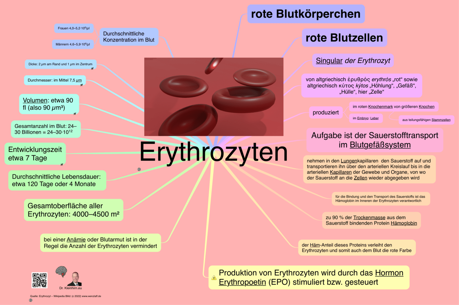 Erythrozyten Das Kleinhirn