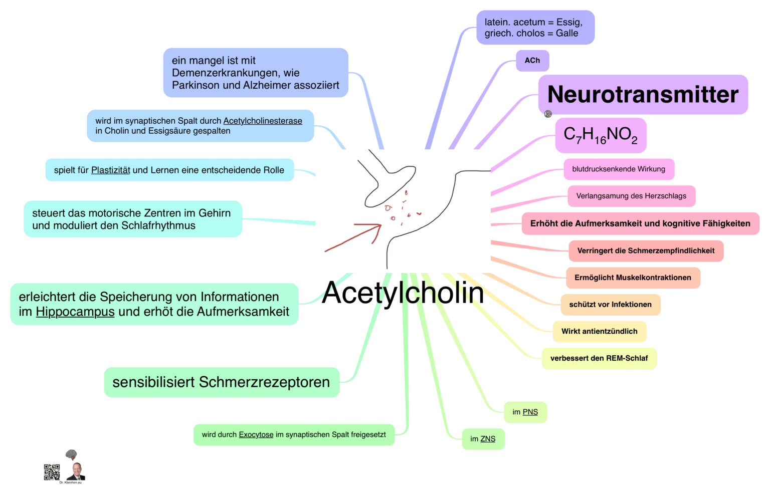 Das Kleinhirn und seine coolen Mindmaps