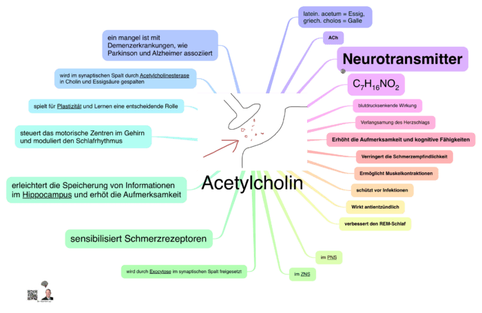 Acetylcholin Das Kleinhirn