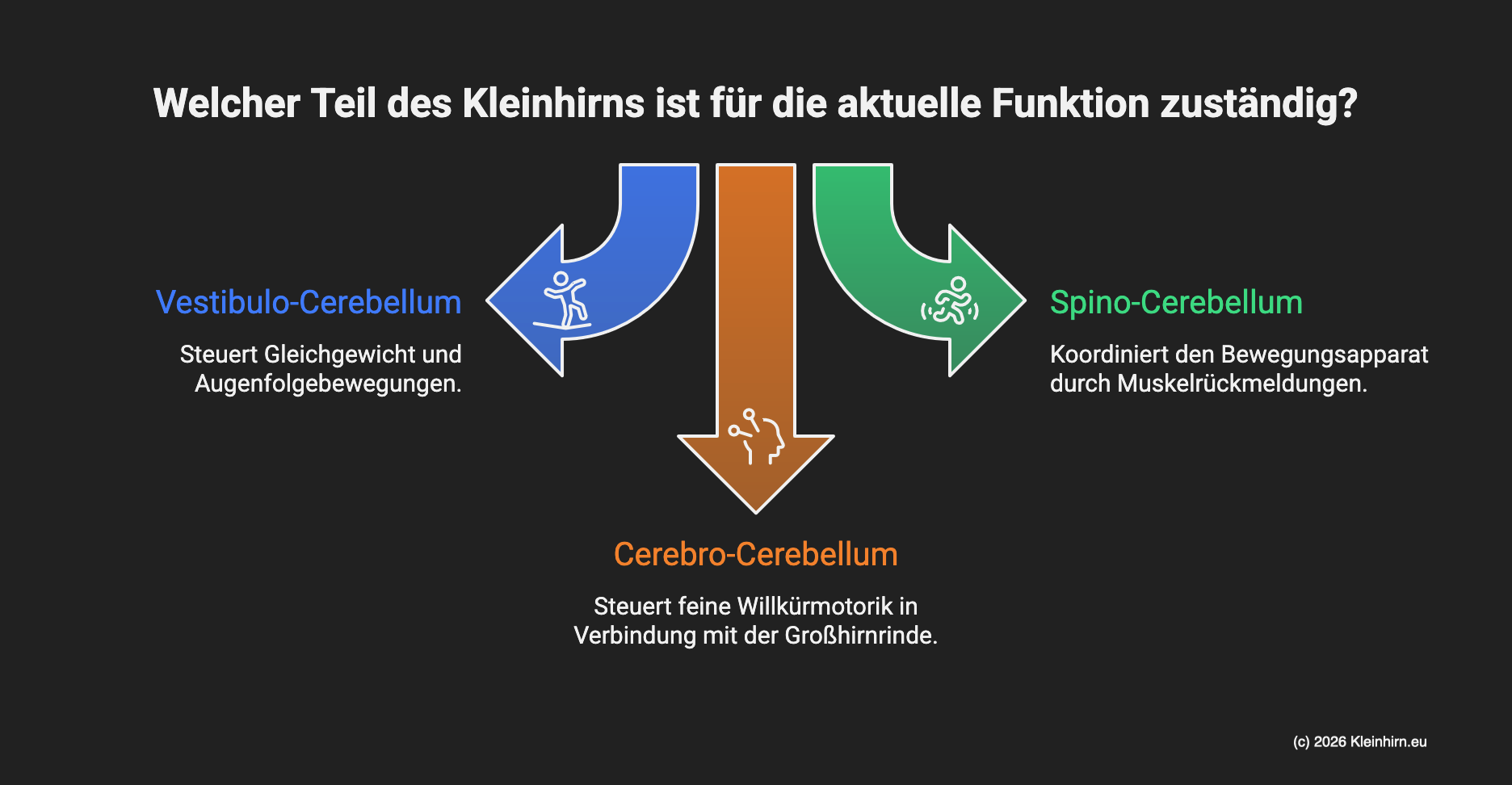 Kleinhirns