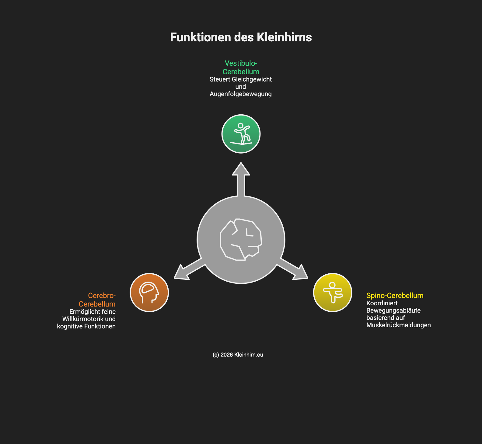 Funktionen des Kleinhirns