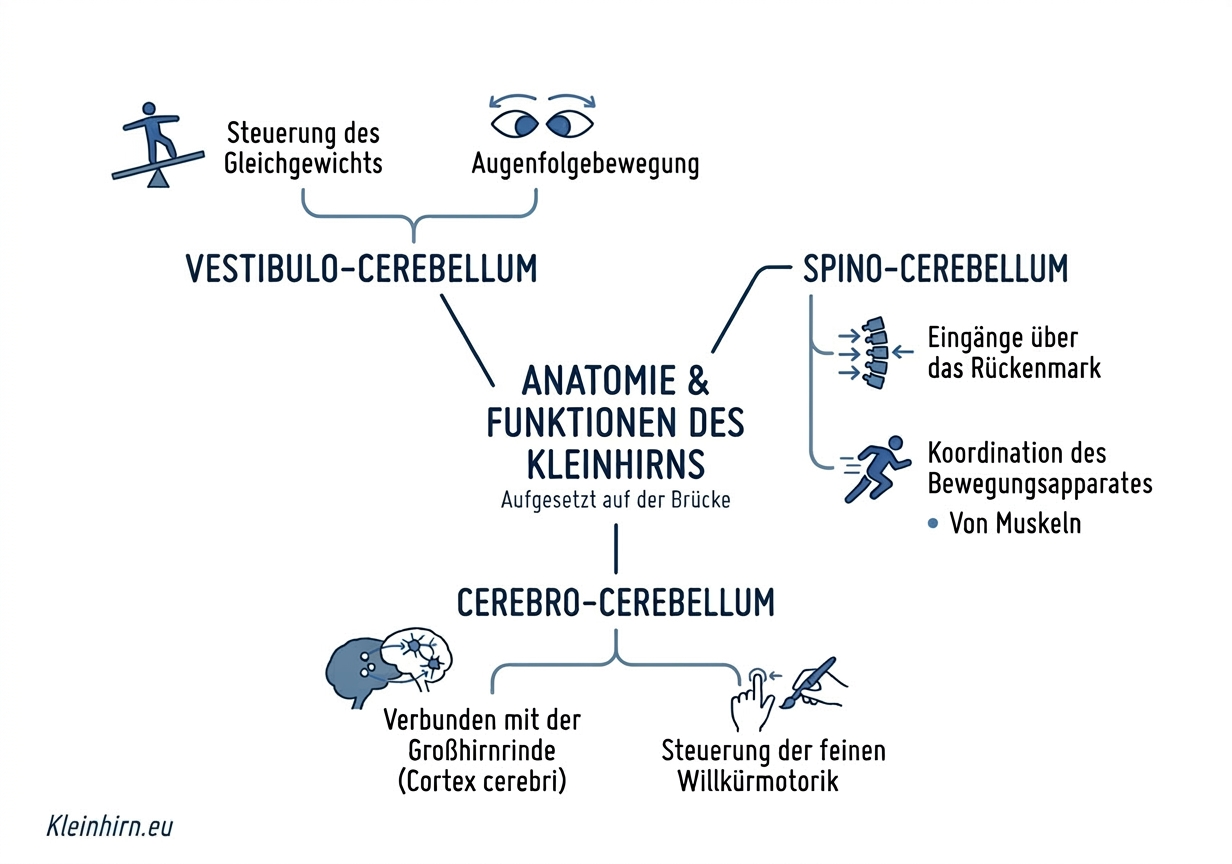 Funktion des Kleinhirns
